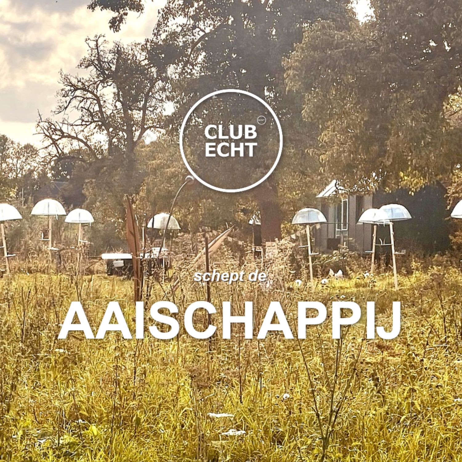 Aaischappij Maaiveld 2026